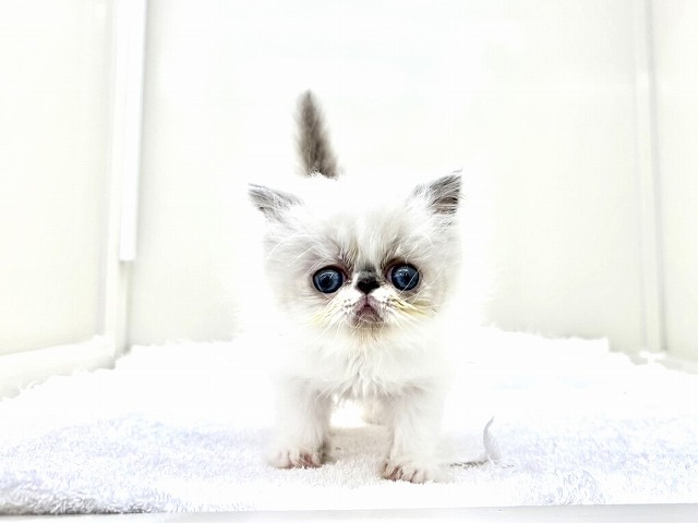 東京都のエキゾチック (かねだい本町田店/2026年1月3日生まれ/男の子/ブルーポイント)の子猫の1枚目の画像