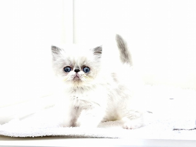 東京都のエキゾチック (かねだい本町田店/2026年1月3日生まれ/男の子/ブルーポイント)の子猫の2枚目の画像