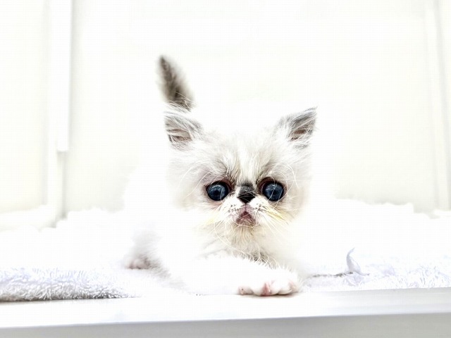 東京都のエキゾチック (かねだい本町田店/2026年1月3日生まれ/男の子/ブルーポイント)の子猫の3枚目の画像