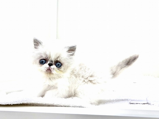 東京都のエキゾチック (かねだい本町田店/2026年1月3日生まれ/男の子/ブルーポイント)の子猫の4枚目の画像