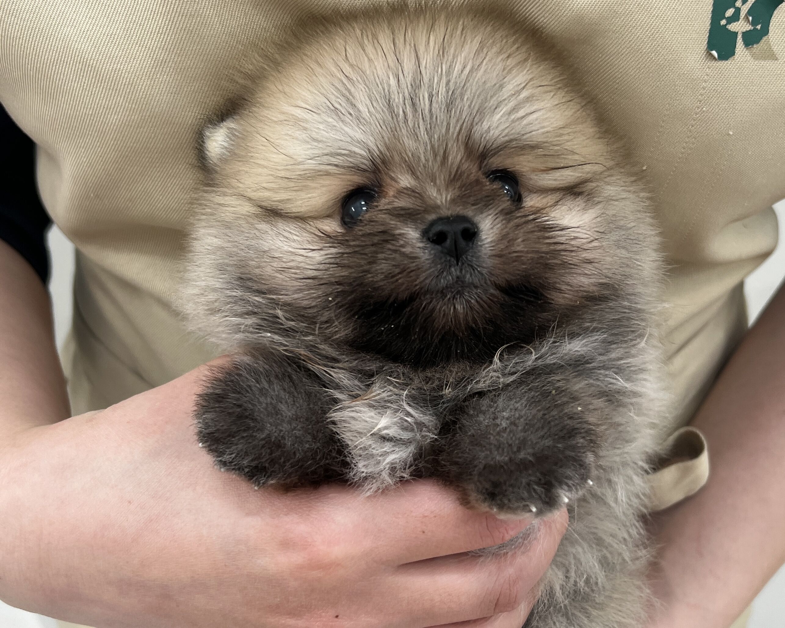 千葉県のポメラニアン (かねだい千葉店/2026年1月10日生まれ/男の子/オレンジ)の子犬の1枚目の画像
