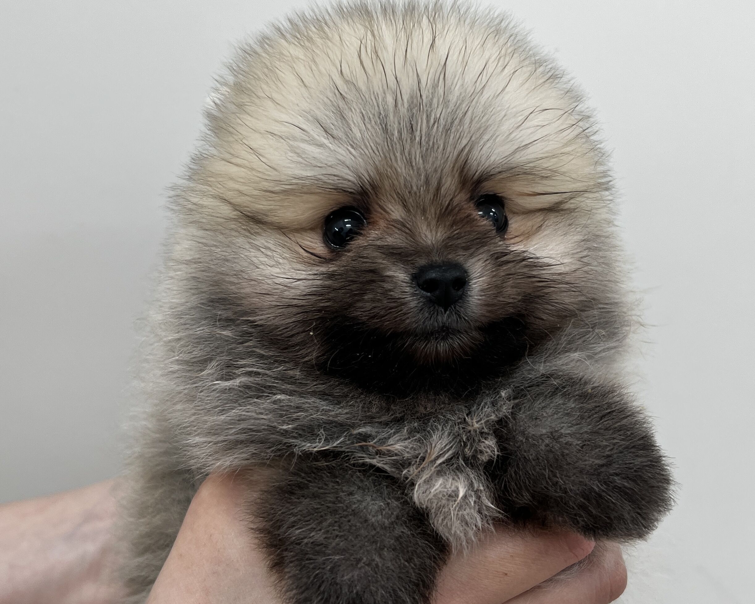 千葉県のポメラニアン (かねだい千葉店/2026年1月10日生まれ/男の子/オレンジ)の子犬の2枚目の画像