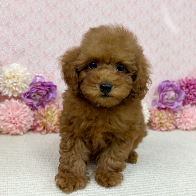千葉県のトイプードル(トイ) (かねだい四街道店/2026年1月11日生まれ/男の子/レッド)の子犬の1枚目の画像