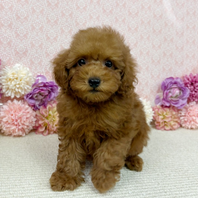 千葉県のトイプードル(トイ) (かねだい四街道店/2026年1月11日生まれ/男の子/レッド)の子犬の2枚目の画像