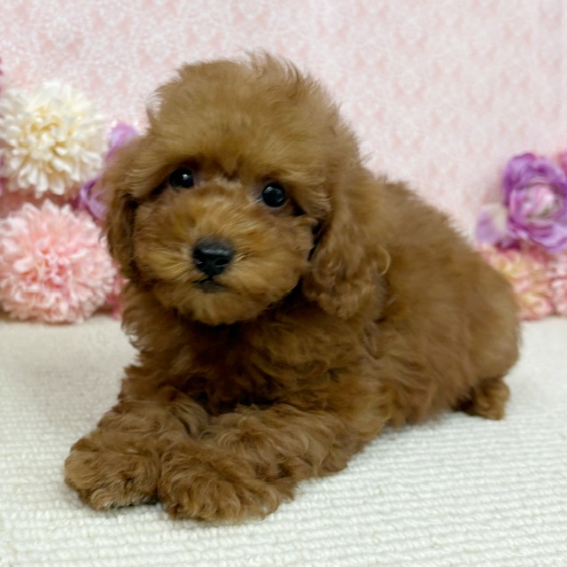 千葉県のトイプードル(トイ) (かねだい四街道店/2026年1月11日生まれ/男の子/レッド)の子犬の3枚目の画像
