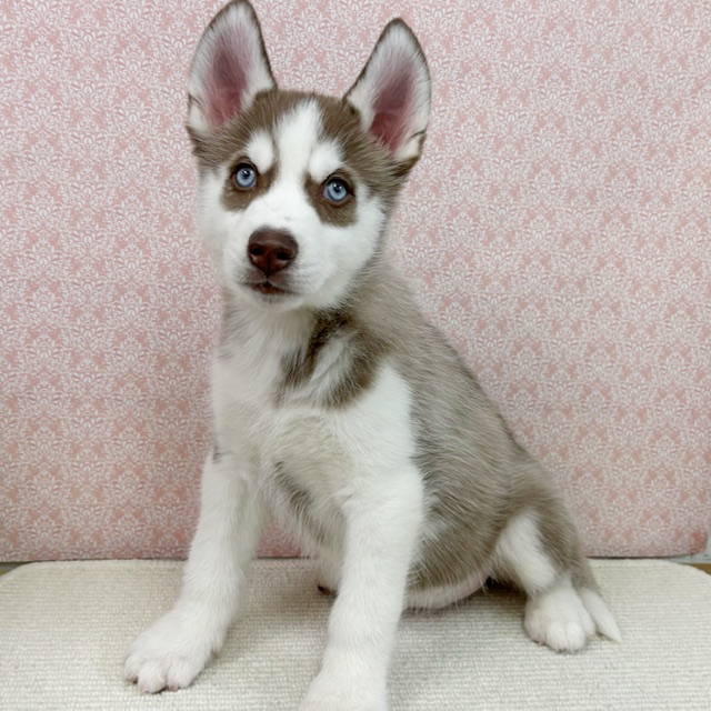 千葉県のシベリアンハスキー (かねだい四街道店/2026年1月3日生まれ/男の子/チョコレートホワイト)の子犬の1枚目の画像