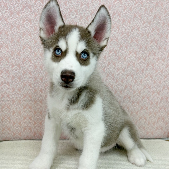 千葉県のシベリアンハスキー (かねだい四街道店/2026年1月3日生まれ/男の子/チョコレートホワイト)の子犬の2枚目の画像