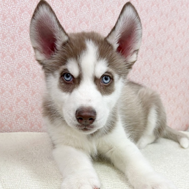 千葉県のシベリアンハスキー (かねだい四街道店/2026年1月3日生まれ/男の子/チョコレートホワイト)の子犬の4枚目の画像