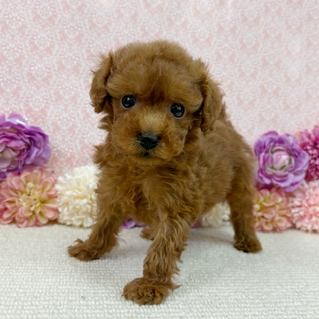 千葉県のトイプードル(トイ) (かねだい四街道店/2026年1月11日生まれ/男の子/レッド)の子犬の1枚目の画像