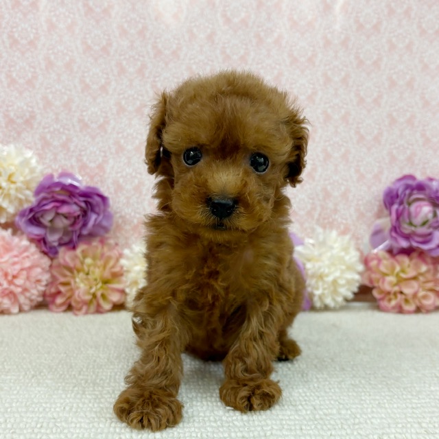 千葉県のトイプードル(トイ) (かねだい四街道店/2026年1月11日生まれ/男の子/レッド)の子犬の2枚目の画像