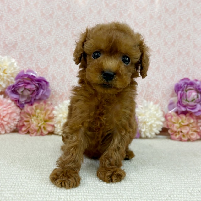 千葉県のトイプードル(トイ) (かねだい四街道店/2026年1月11日生まれ/男の子/レッド)の子犬の3枚目の画像