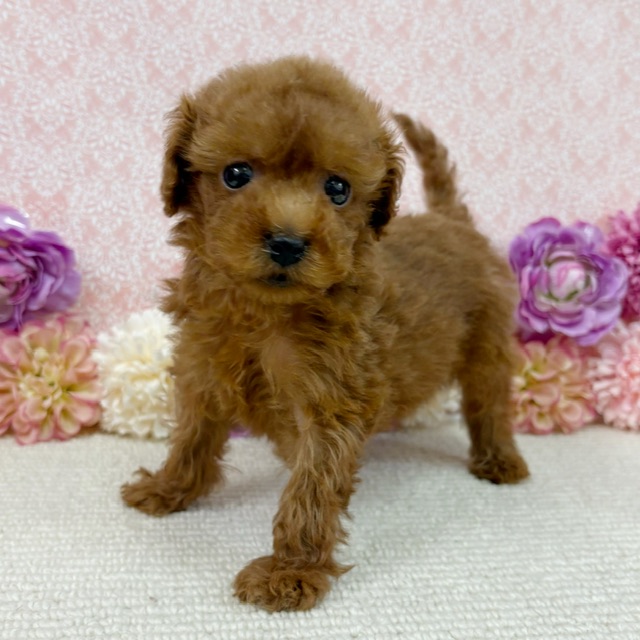 千葉県のトイプードル(トイ) (かねだい四街道店/2026年1月11日生まれ/男の子/レッド)の子犬の4枚目の画像