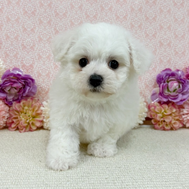 千葉県のビションフリーゼ (かねだい四街道店/2026年1月11日生まれ/男の子/ホワイト)の子犬の1枚目の画像
