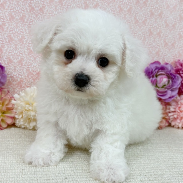 千葉県のビションフリーゼ (かねだい四街道店/2026年1月11日生まれ/男の子/ホワイト)の子犬の2枚目の画像