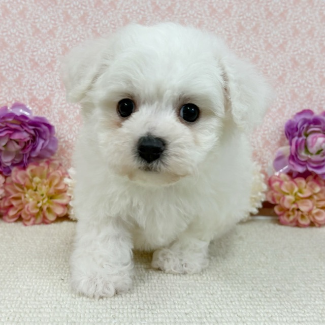 千葉県のビションフリーゼ (かねだい四街道店/2026年1月11日生まれ/男の子/ホワイト)の子犬の3枚目の画像