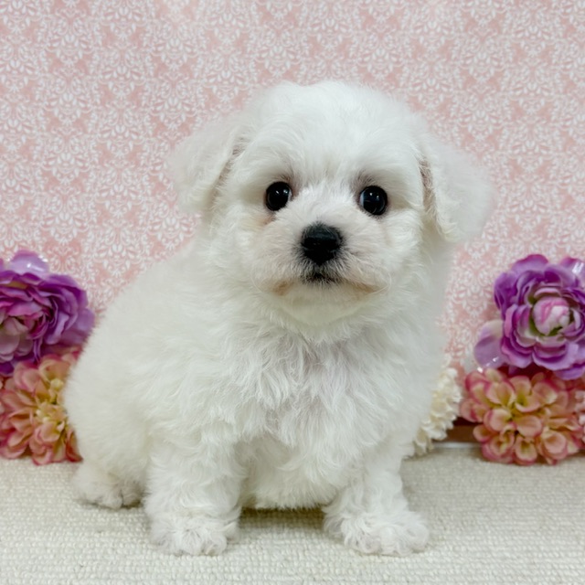 千葉県のビションフリーゼ (かねだい四街道店/2026年1月11日生まれ/男の子/ホワイト)の子犬の4枚目の画像