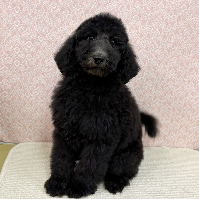 2026年1月1日生まれのスタンダードプードル