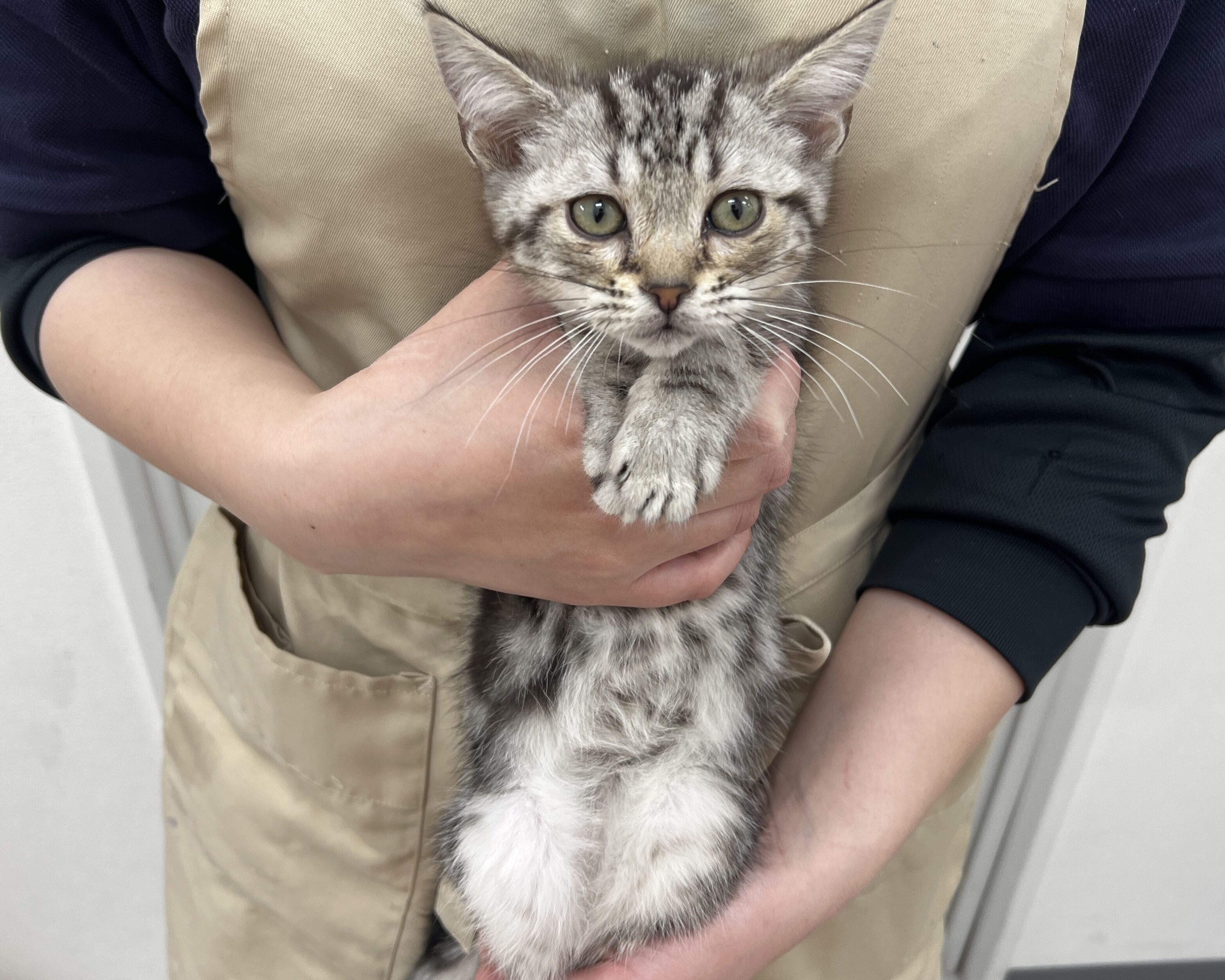 千葉県のアメリカンショートヘアー (かねだい千葉店/2026年1月8日生まれ/女の子/シルバータビー)の子猫の1枚目の画像