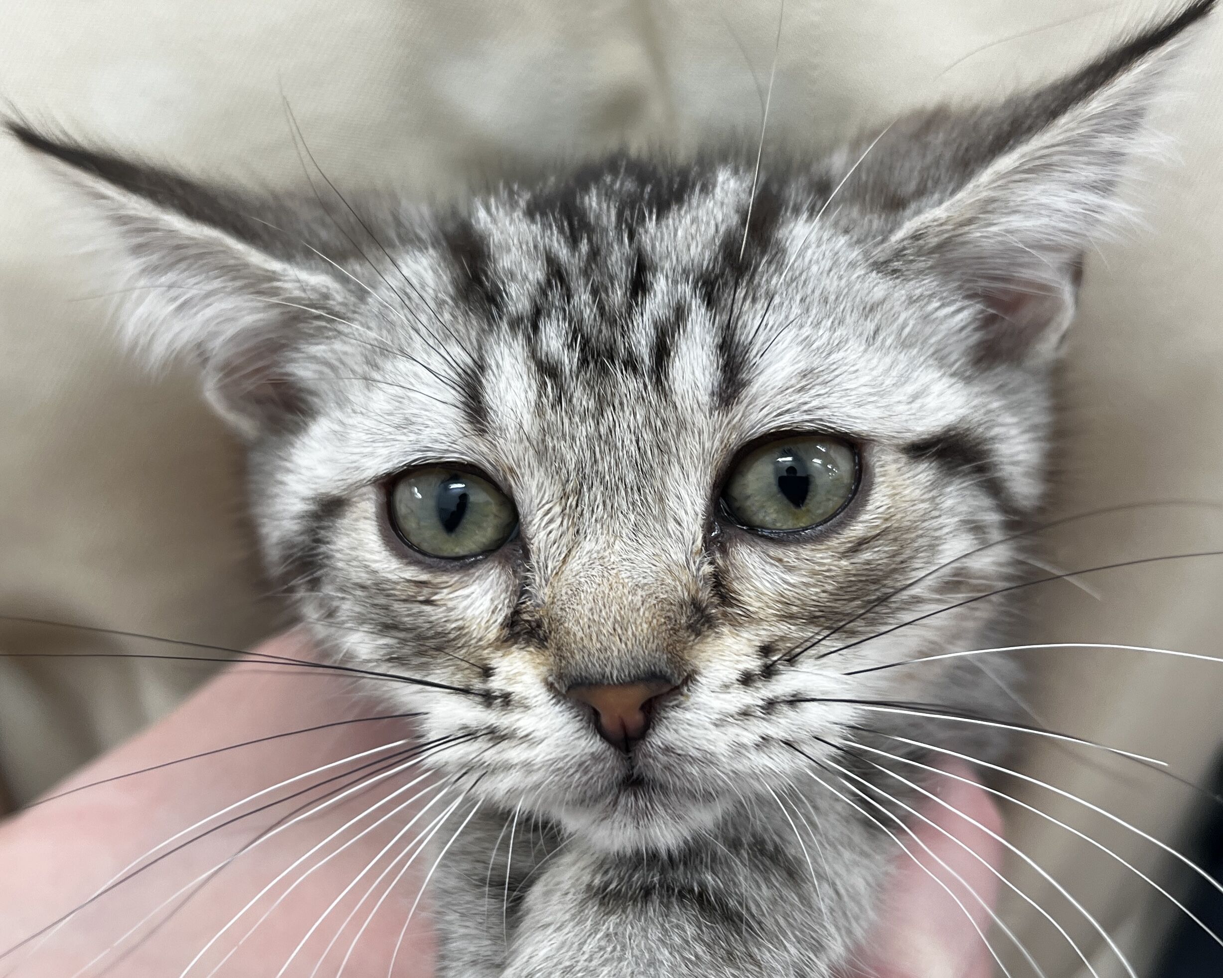 千葉県のアメリカンショートヘアー (かねだい千葉店/2026年1月8日生まれ/女の子/シルバータビー)の子猫の2枚目の画像