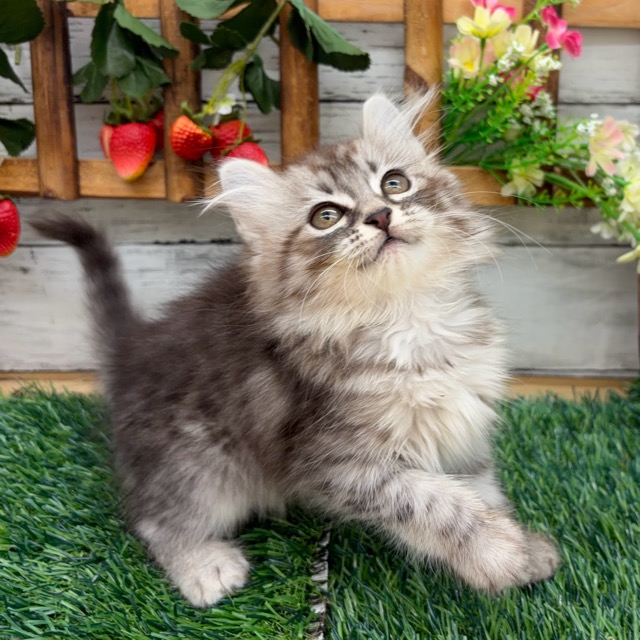 埼玉県のアメリカンカール (かねだい所沢店/2026年1月10日生まれ/女の子/シルバータビー)の子猫の2枚目の画像