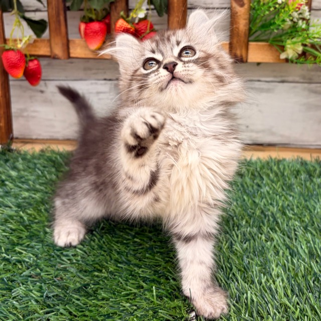 埼玉県のアメリカンカール (かねだい所沢店/2026年1月10日生まれ/女の子/シルバータビー)の子猫の3枚目の画像