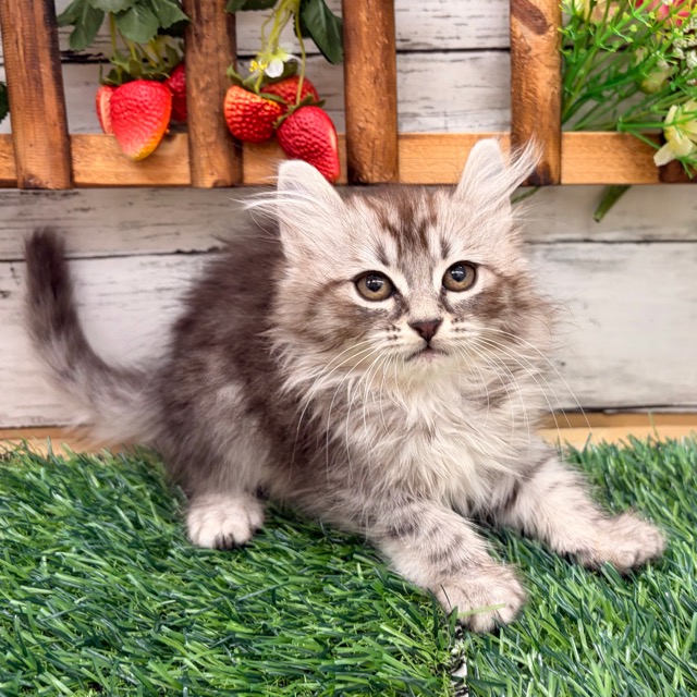 埼玉県のアメリカンカール (かねだい所沢店/2026年1月10日生まれ/女の子/シルバータビー)の子猫の4枚目の画像