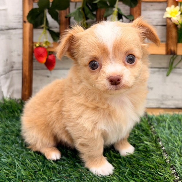 2026年1月10日生まれのチワワ(ロングコート)