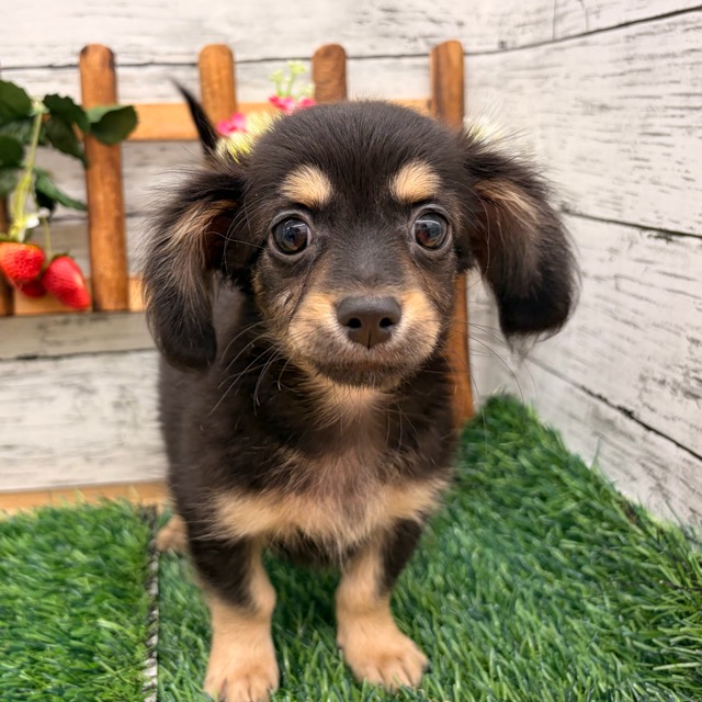 2025年12月14日生まれのチワックス(チワワ×ダックス)