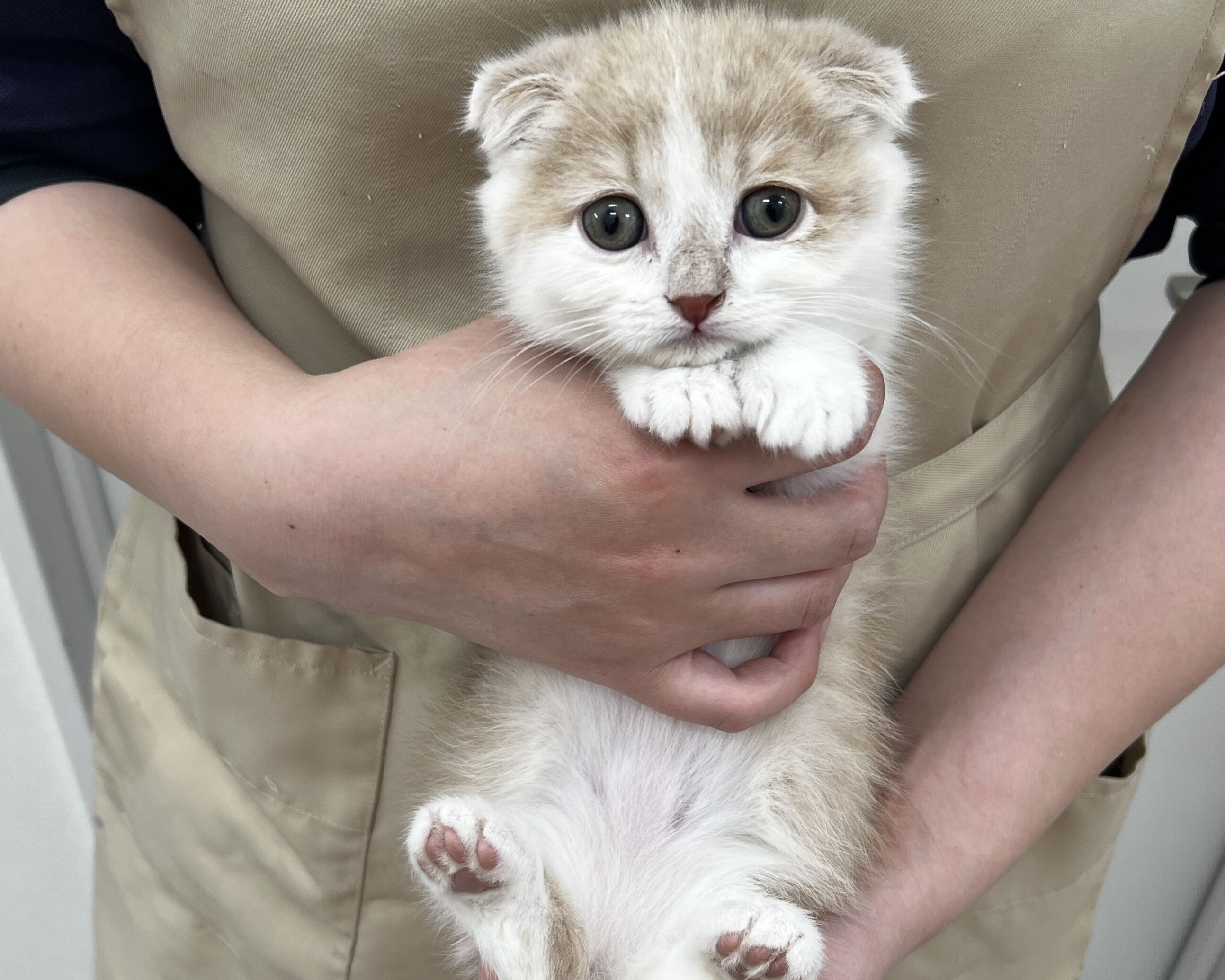 千葉県のスコティッシュフォールド (かねだい千葉店/2026年1月8日生まれ/男の子/クリームタビーホワイト)の子猫の1枚目の画像