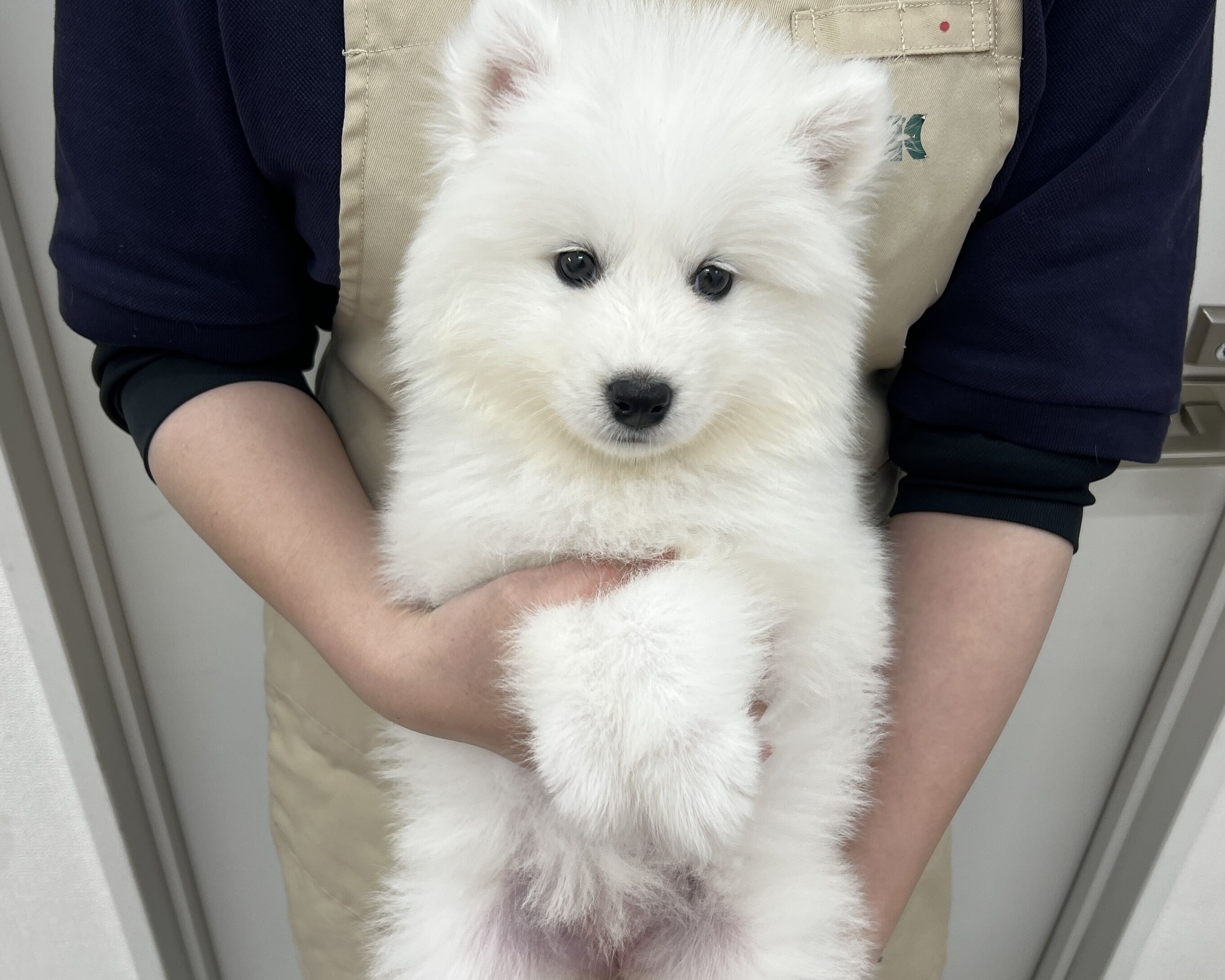 千葉県のサモエド (かねだい千葉店/2026年1月2日生まれ/女の子/ホワイト)の子犬の1枚目の画像