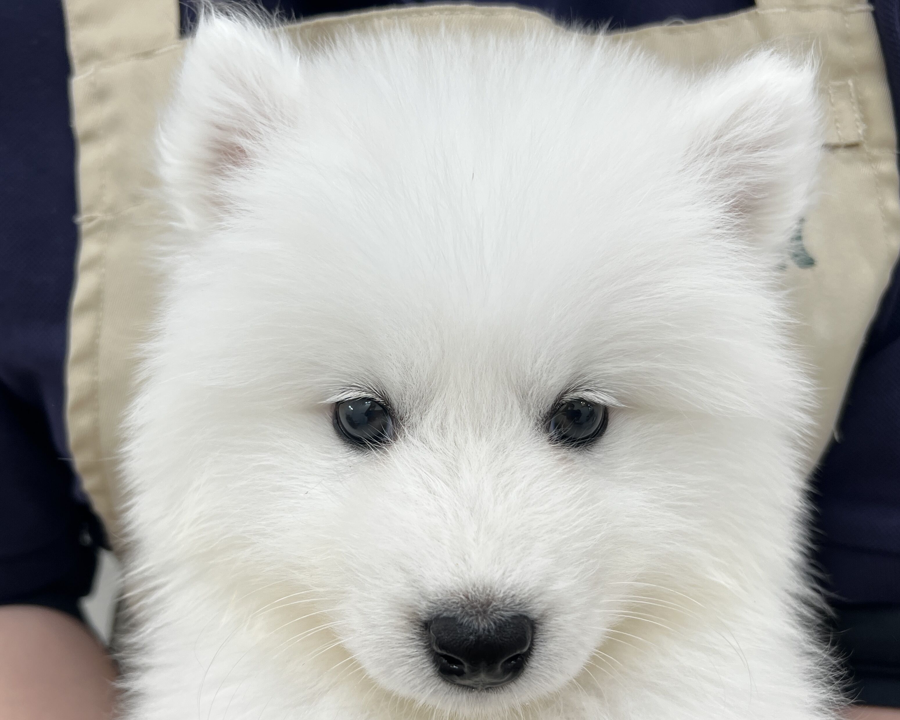 千葉県のサモエド (かねだい千葉店/2026年1月2日生まれ/女の子/ホワイト)の子犬の2枚目の画像