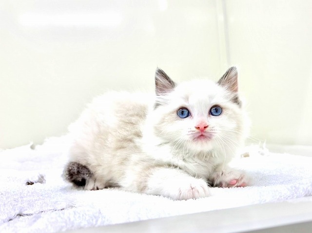 東京都のラグドール (かねだい本町田店/2026年1月10日生まれ/男の子/ブルーポイントバイカラー)の子猫の1枚目の画像