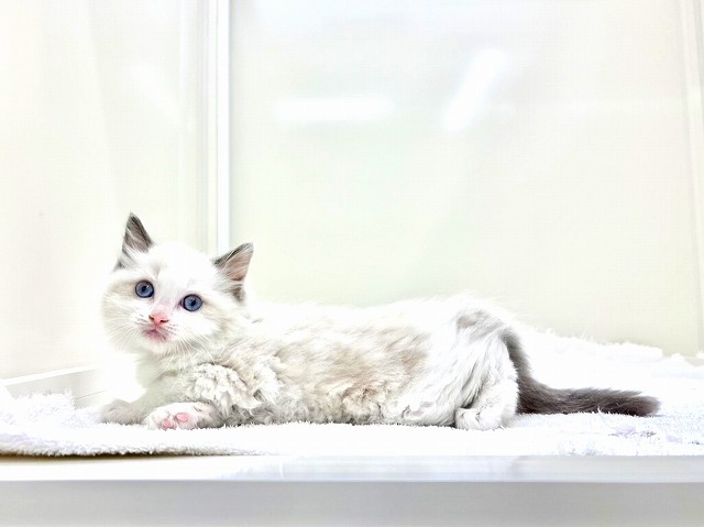 東京都のラグドール (かねだい本町田店/2026年1月10日生まれ/男の子/ブルーポイントバイカラー)の子猫の2枚目の画像