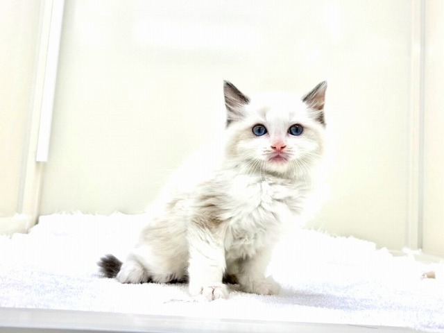 東京都のラグドール (かねだい本町田店/2026年1月10日生まれ/男の子/ブルーポイントバイカラー)の子猫の3枚目の画像