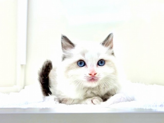 東京都のラグドール (かねだい本町田店/2026年1月10日生まれ/男の子/ブルーポイントバイカラー)の子猫の4枚目の画像