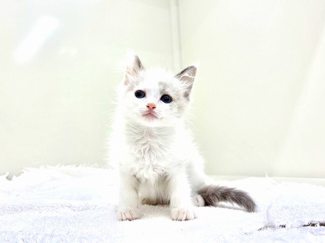 東京都のラグドール (かねだい本町田店/2026年1月5日生まれ/男の子/ブルーポイントバイカラー)の子猫の1枚目の画像