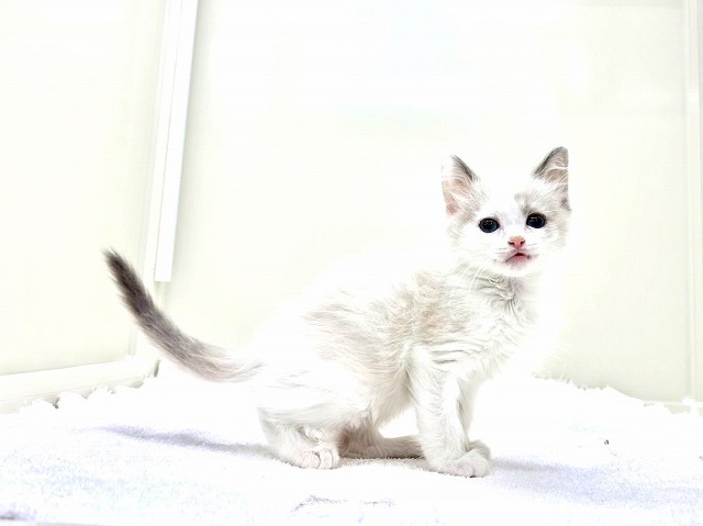 東京都のラグドール (かねだい本町田店/2026年1月5日生まれ/男の子/ブルーポイントバイカラー)の子猫の2枚目の画像