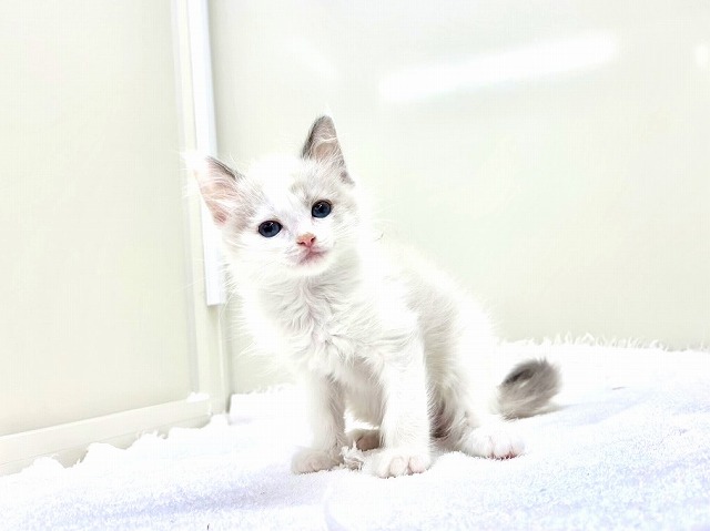 東京都のラグドール (かねだい本町田店/2026年1月5日生まれ/男の子/ブルーポイントバイカラー)の子猫の3枚目の画像