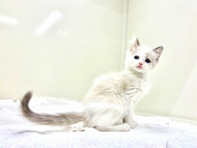 東京都のラグドール (かねだい本町田店/2026年1月5日生まれ/男の子/ブルーポイントバイカラー)の子猫の4枚目の画像