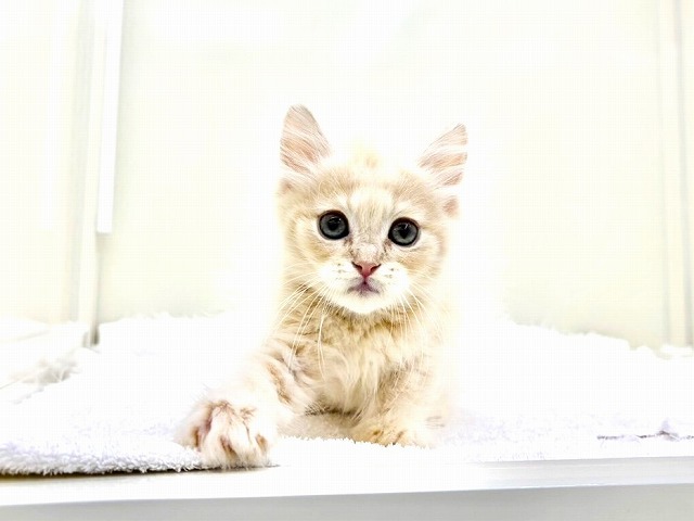 東京都のマンチカン (かねだい本町田店/2026年1月2日生まれ/男の子/クリームタビー)の子猫の1枚目の画像