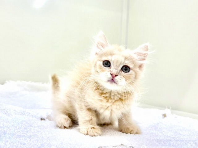 東京都のマンチカン (かねだい本町田店/2026年1月2日生まれ/男の子/クリームタビー)の子猫の2枚目の画像
