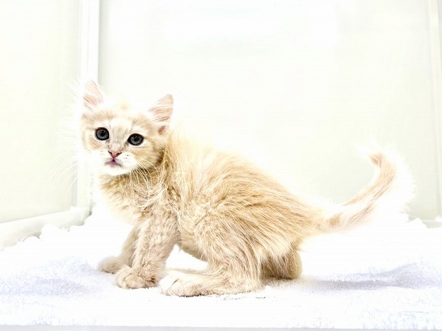 東京都のマンチカン (かねだい本町田店/2026年1月2日生まれ/男の子/クリームタビー)の子猫の3枚目の画像