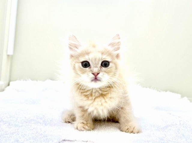 東京都のマンチカン (かねだい本町田店/2026年1月2日生まれ/男の子/クリームタビー)の子猫の4枚目の画像