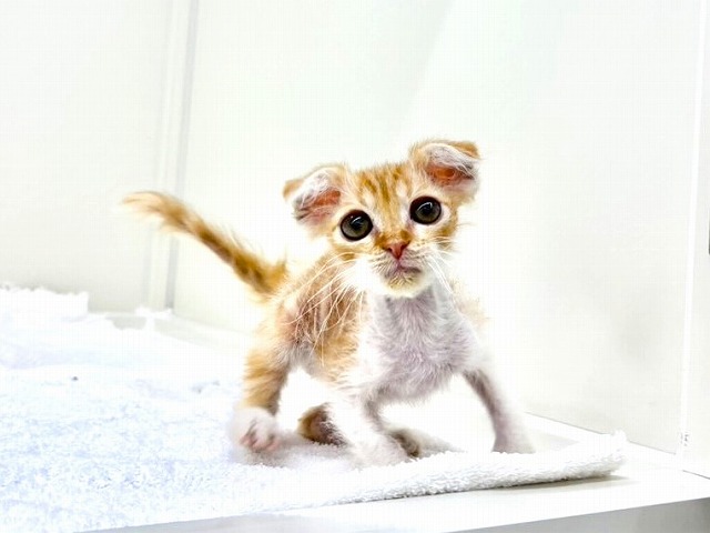東京都のスコティッシュ×ラパーマ (かねだい本町田店/2025年12月20日生まれ/男の子/レッドタビーホワイト)の子猫の1枚目の画像