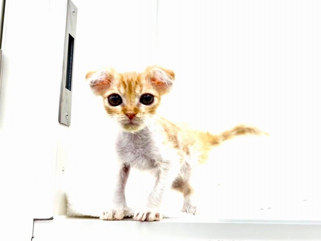 東京都のスコティッシュ×ラパーマ (かねだい本町田店/2025年12月20日生まれ/男の子/レッドタビーホワイト)の子猫の2枚目の画像