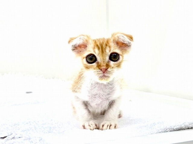 東京都のスコティッシュ×ラパーマ (かねだい本町田店/2025年12月20日生まれ/男の子/レッドタビーホワイト)の子猫の3枚目の画像