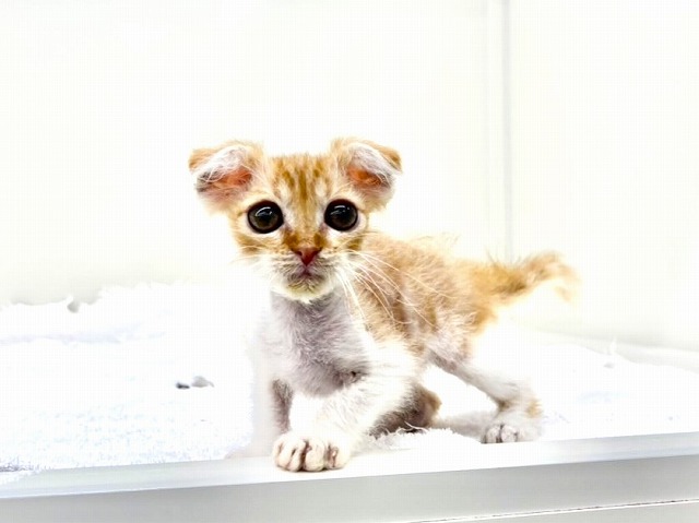 東京都のスコティッシュ×ラパーマ (かねだい本町田店/2025年12月20日生まれ/男の子/レッドタビーホワイト)の子猫の4枚目の画像