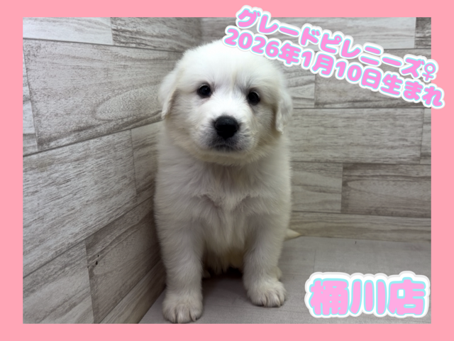 埼玉県のグレートピレニーズ (かねだい桶川店/2026年1月10日生まれ/女の子/ホワイト)の子犬の1枚目の画像