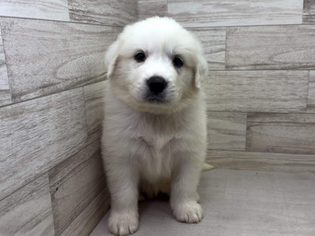 埼玉県のグレートピレニーズ (かねだい桶川店/2026年1月10日生まれ/女の子/ホワイト)の子犬の2枚目の画像