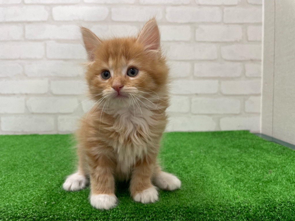 東京都のノルウェージャンフォレストキャット (かねだい立川店/2026年1月10日生まれ/男の子/レッドタビーホワイト)の子猫